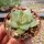 Echeveria agavoides cv. Antaris