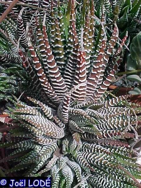 Haworthia fasciata cv. Cape Town