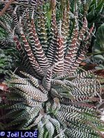 Haworthia fasciata cv. Cape Town