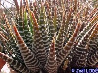 Haworthia fasciata cv. Cape Town