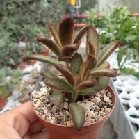 Kalanchoe tomentosa cv. Red Velvet