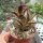 Kalanchoe tomentosa cv. Red Velvet