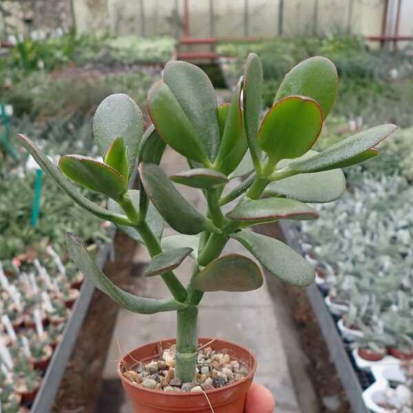 Crassula ovata cv. Hummels Gold