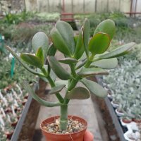 Crassula ovata cv. Hummels Gold