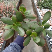Crassula ovata cv. Hummels Gold