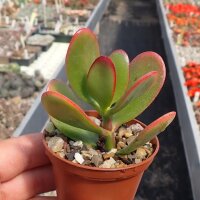 Crassula ovata cv. Hummels Gold