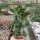 Crassula ovata cv. Hummels Gold