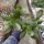 Crassula ovata cv. Hummels Gold