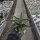 Sansevieria ehrenbergii