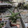 Sansevieria ehrenbergii