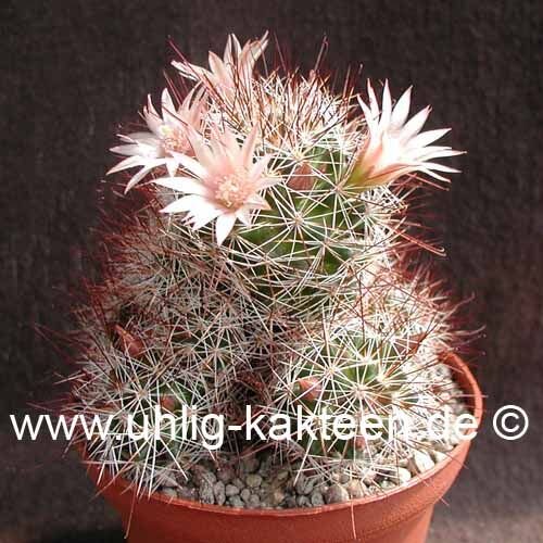 Mammillaria miegeana