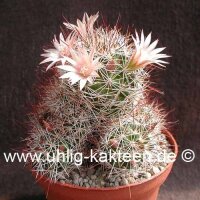 Mammillaria miegeana