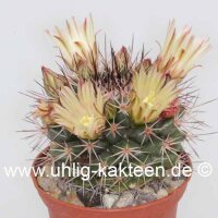 Mammillaria decipiens