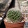 Mammillaria decipiens