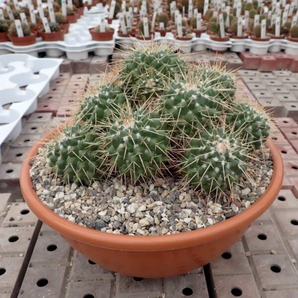 Mammillaria centralifera Rep. 1140