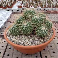Mammillaria centralifera Rep. 1140