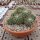 Mammillaria centralifera Rep. 1140