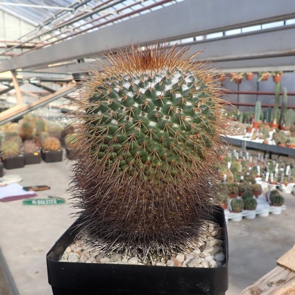 Mammillaria apozolensis v. saltensis