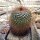 Mammillaria apozolensis v. saltensis