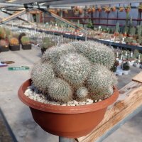 Mammillaria parkinsonii v. caderegtensis