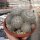 Mammillaria parkinsonii v. caderegtensis