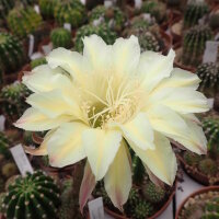 Echinopsis-Hybr. Darley Sunbeam