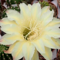 Echinopsis-Hybr. Darley Sunbeam