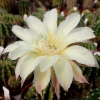 Echinopsis-Hybr. Darley Sunbeam