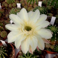 Echinopsis-Hybr. Darley Sunbeam