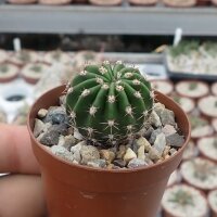 Echinopsis-Hybr. Darley Sunbeam