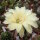 Echinopsis-Hybr. Darley Sunbeam