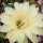 Echinopsis-Hybr. Darley Sunbeam
