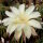 Echinopsis-Hybr. Darley Sunbeam
