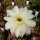 Echinopsis-Hybr. Darley Sunbeam
