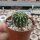 Echinopsis-Hybr. Darley Sunbeam