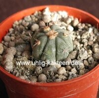 Echinocactus horizonthalonius XL