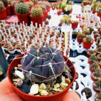 Gymnocalycium borthii VOS 903