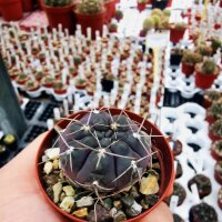 Gymnocalycium borthii VOS 903
