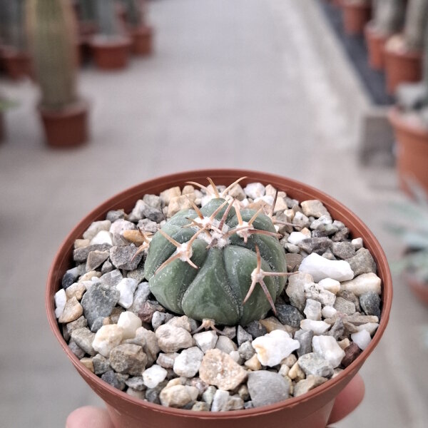Echinocactus horizonthalonius  La Appler, Nuevo Leon, Mx.