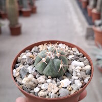 Echinocactus horizonthalonius  La Appler, Nuevo Leon, Mx.