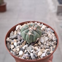 Echinocactus horizonthalonius  La Appler, Nuevo Leon, Mx.