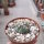 Echinocactus horizonthalonius  La Appler, Nuevo Leon, Mx.