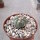 Echinocactus horizonthalonius  La Appler, Nuevo Leon, Mx.