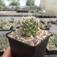 Escobaria missouriensis v. similis (dw)
