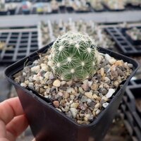 Escobaria missouriensis v. similis (dw)