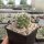 Escobaria missouriensis v. similis (dw)