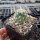Escobaria missouriensis v. similis (dw)