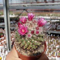 Mammillaria tayloriorum