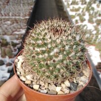 Mammillaria tayloriorum
