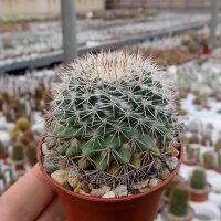Mammillaria tayloriorum